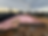 Construction site with pink insulation laid on wooden frame, surrounded by fences and trees under a cloudy sky at sunset.